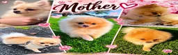 Pomeranian dogs for sale:  **  Teddy Bear Pomeranian Boys 🐻🐾 in Swindon - Advert 7