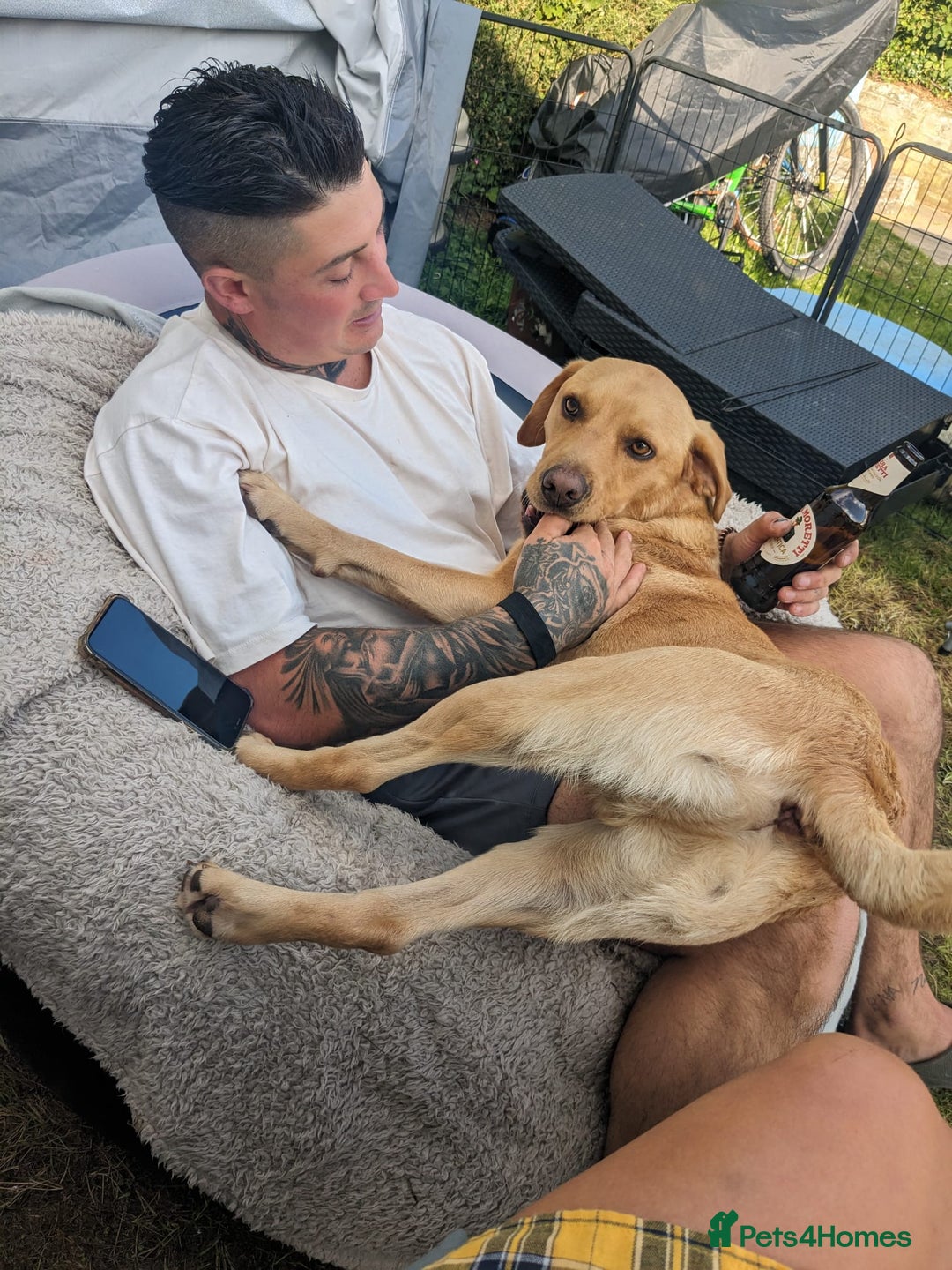 Labrador Retriever dogs for sale: My Boy Lenny - Labrador  - Image 15
