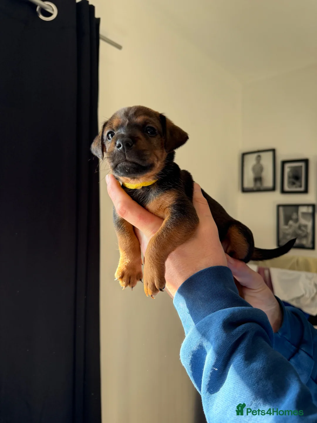 Mixed Breed dogs for sale: Patterdale puppies  - Advert 7