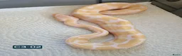 Mixed Breed reptiles for sale: Various royals available - Advert 2