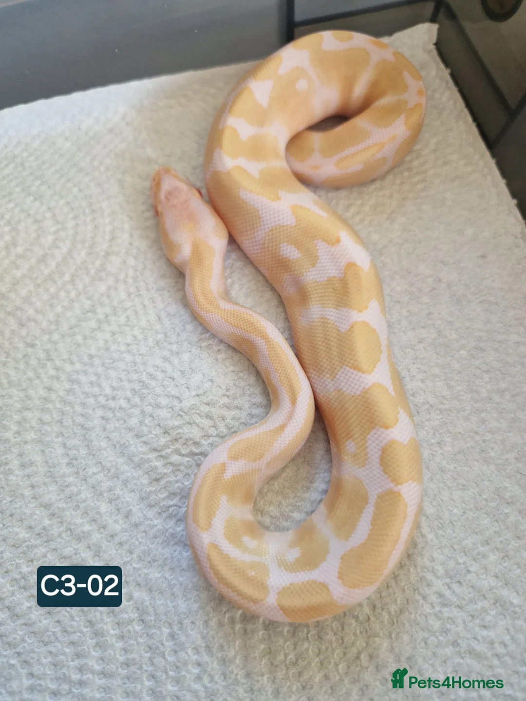 Mixed Breed reptiles for sale: Various royals available - Advert 2
