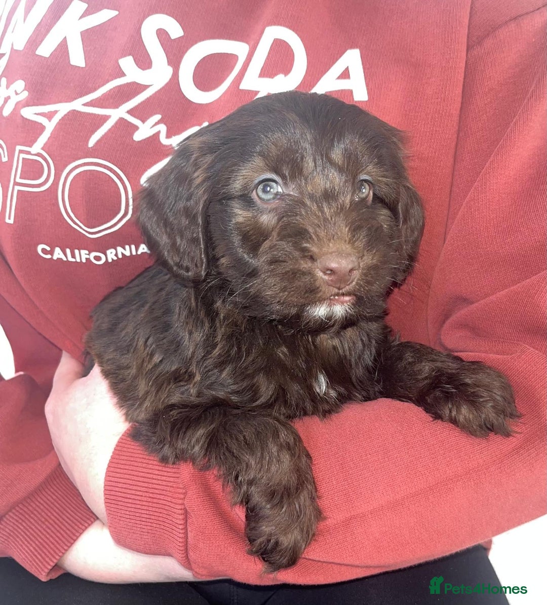 Cockapoo dogs for sale: Merle F1 Cockapoo  - Advert 4