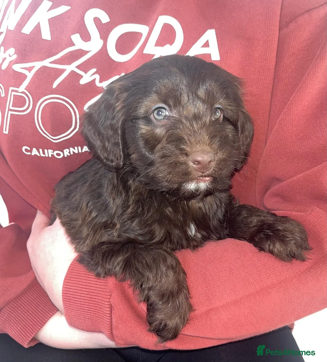 Cockapoo dogs for sale: Merle F1 Cockapoo  - Advert 4