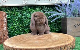 Mini Lop rabbits for sale: 🌟PURE BRED PEDIGREE MINI LOPS🌟 - Image 22