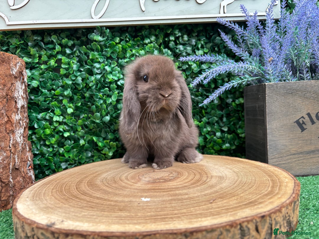 Mini Lop rabbits for sale: 🌟PURE BRED PEDIGREE MINI LOPS🌟 - Image 22