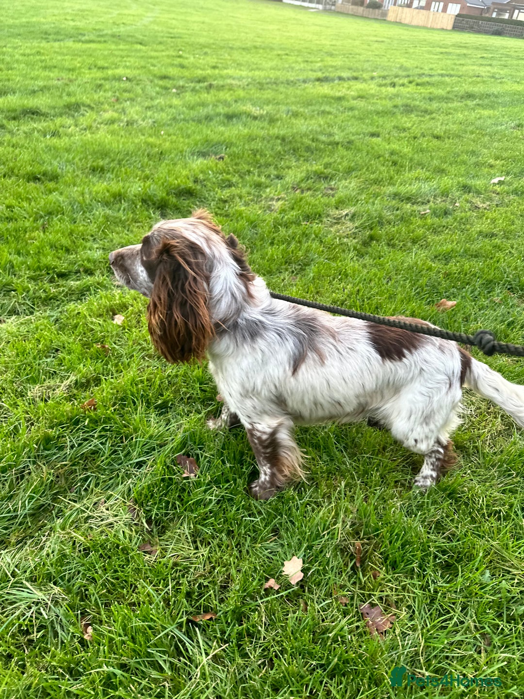 Cocker Spaniel dogs for sale: 1 kc cocker spaniel Bracken available  - Advert 5
