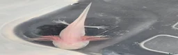Axolotl reptiles for sale: Juvenile axolotls - axanthic and albino axanthic  - Advert 6