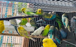 Budgerigars birds for sale: Various colour/ages budgies for sale  - Image 4