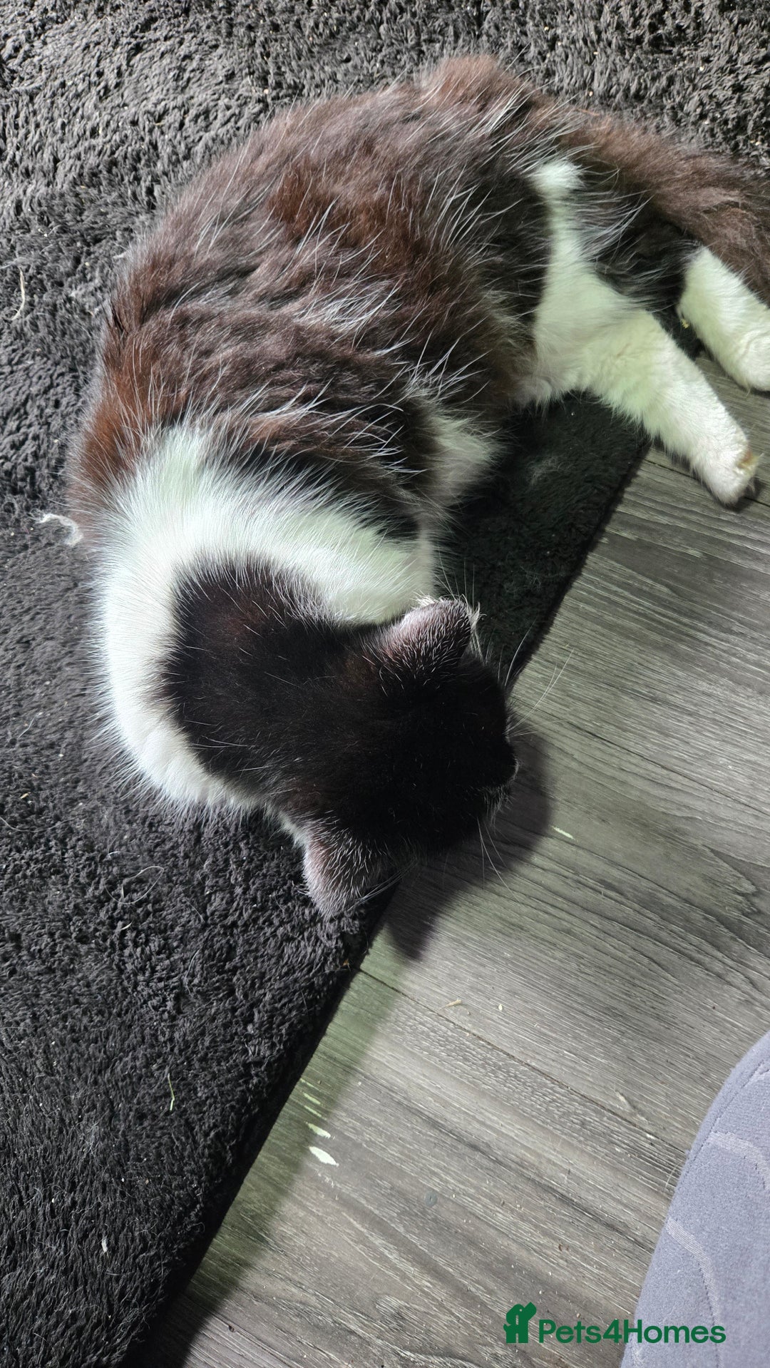 Mixed Breed cats for sale: Black fluffy female kitten  - Advert 5