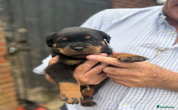 Rottweiler dogs - Advert 1