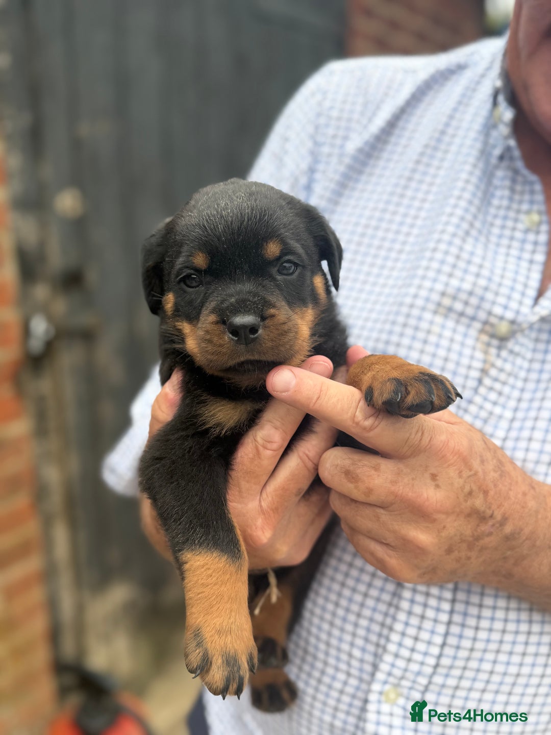 Rottweiler dogs for sale: Beautiful chunky Rottweiler puppies  - Image 1