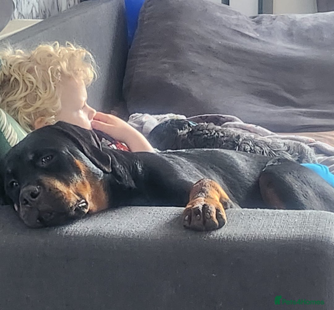 Rottweiler dogs for sale: KC chunky rottweiler puppies - Advert 18