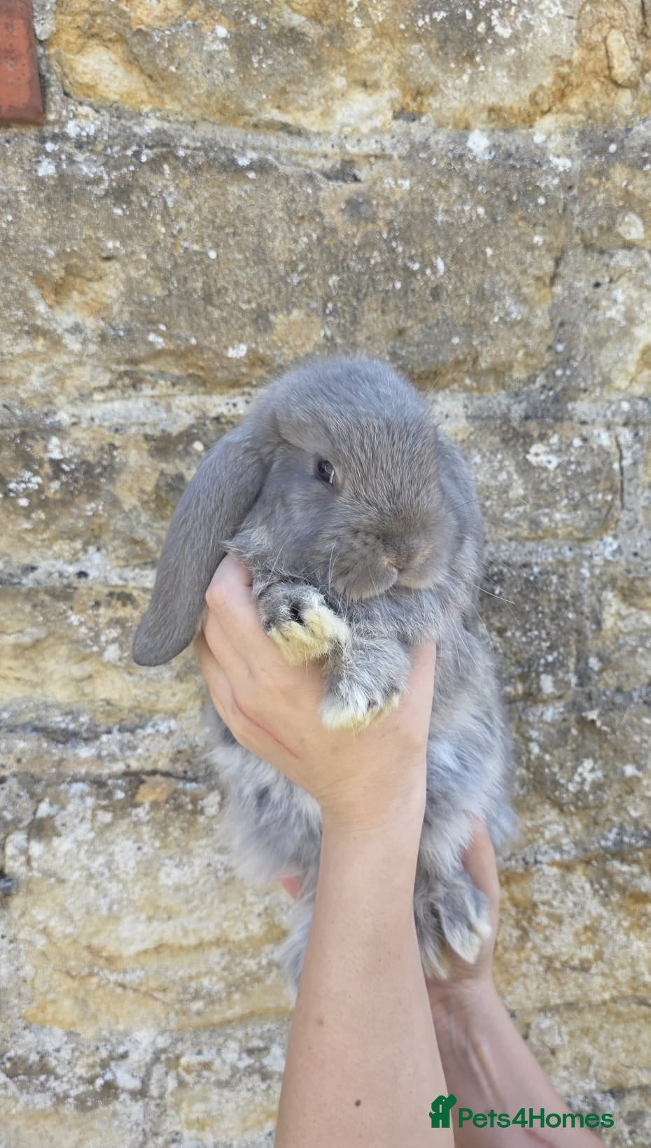 French Lop rabbits Giant French Lop - Advert 1
