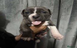 Mixed Breed dogs for sale: Cane Corso x Great Dane pups !! 7 available !! - Image 12