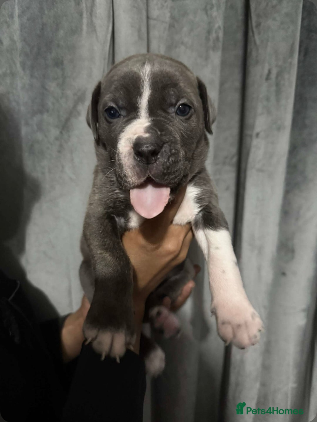 Mixed Breed dogs for sale: Cane Corso x Great Dane pups !! 7 available !! - Image 12
