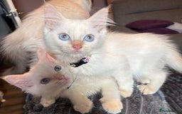 Ragdoll cats for sale: GCCF Beautiful Ragdoll Kittens - Image 21