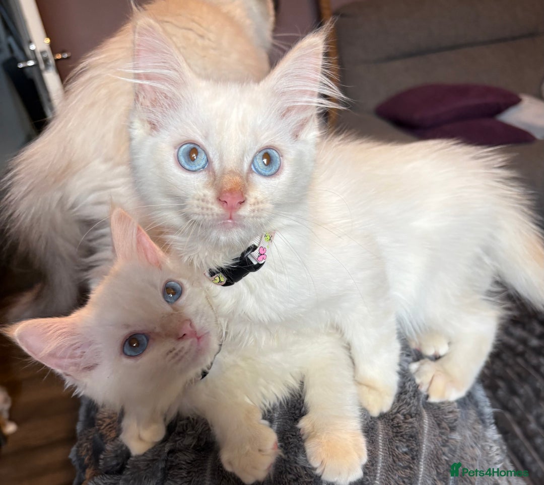 Ragdoll cats for sale: GCCF Beautiful Ragdoll Kittens - Image 21