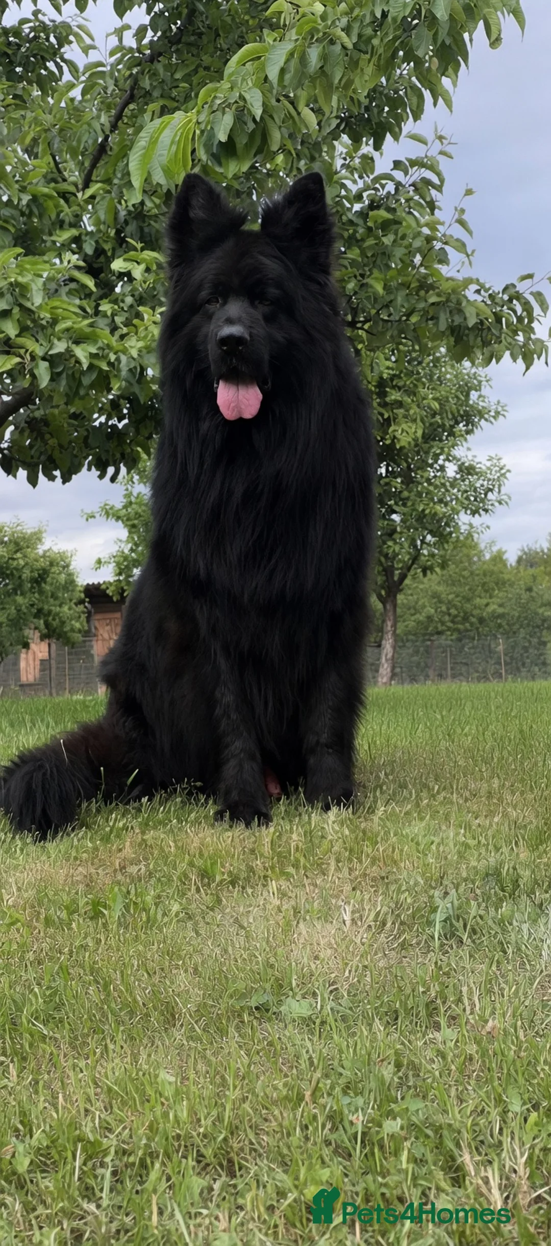 German Shepherd dogs for sale: German Shepherd – 9 Months Old - Advert 1
