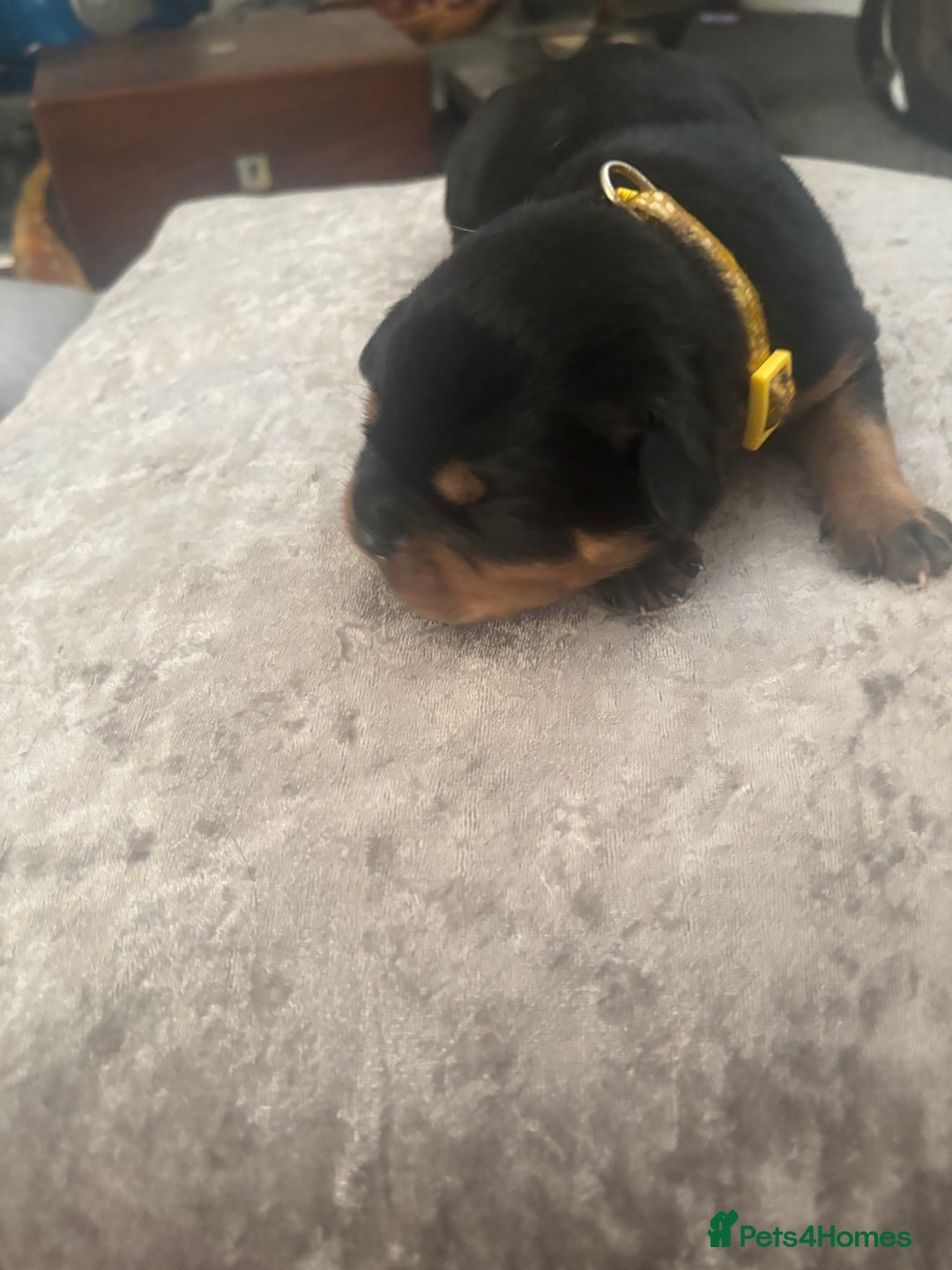 Mixed Breed dogs for sale: My surprise litter - Advert 12