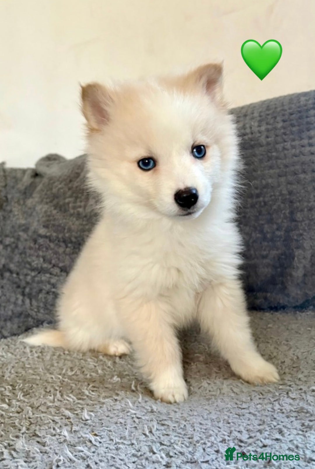 Pomsky dogs for sale: F3 pomsky puppies (Mini husky) - Advert 7