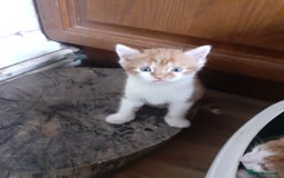Mixed Breed cats for sale: 4 ginger boys mixed breed - Image 1