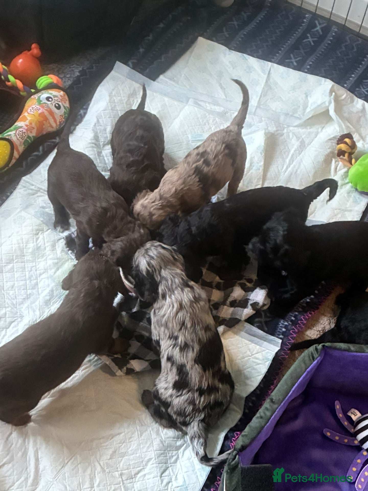 Cavapoochon dogs for sale: Beautiful health tested Cavapoo puppies - Advert 1
