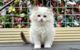 Ragdoll cats for sale: ‼️ HIGH QUALITY ‼️ pet boy  - Image 10