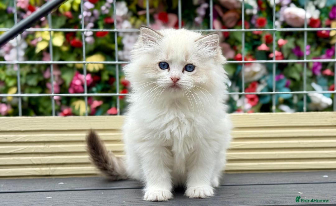 Ragdoll cats for sale: ‼️ HIGH QUALITY ‼️ pet boy  - Image 10