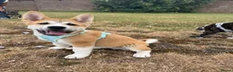 Akita dogs for sale: American akita - Advert 1