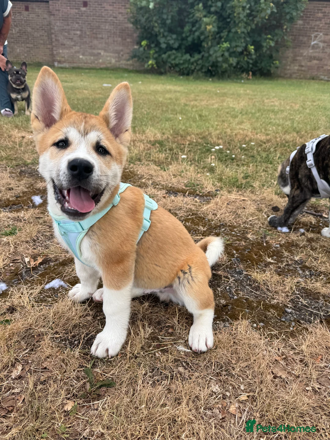 Akita dogs for sale: American akita - Advert 1