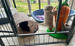 British Shorthair cats for sale: GCCF BSH Beautiful Kitten - 1 blue male  - Image 20