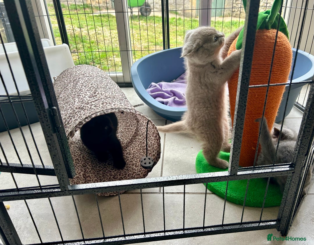 British Shorthair cats for sale: GCCF BSH Beautiful Kitten - 1 blue male  - Image 20