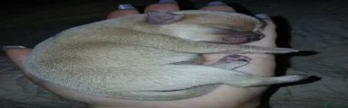 Chug Puppy 1