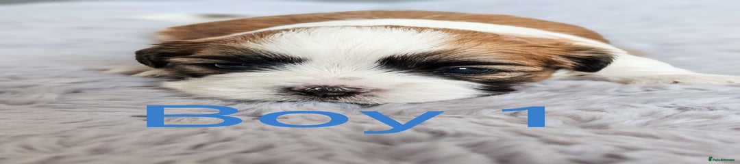 Shih Tzu Puppy 1