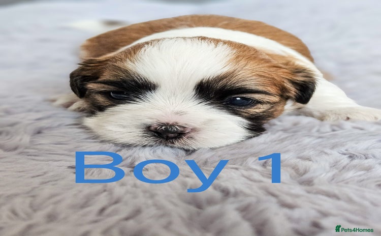 Shih Tzu dogs - Advert 9