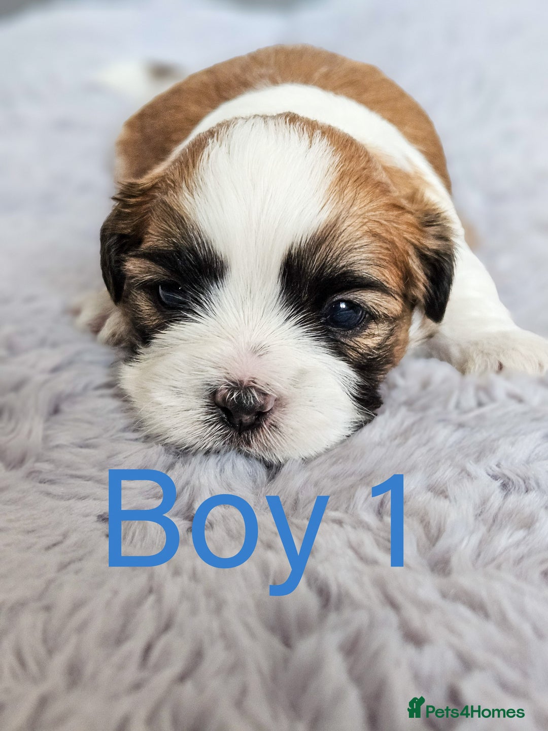 Shih Tzu dogs for sale: Shih Tzu puppies - Image 1