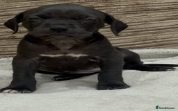 Cane Corso dogs for sale: Cane Corso Puppies for Sale - Image 9