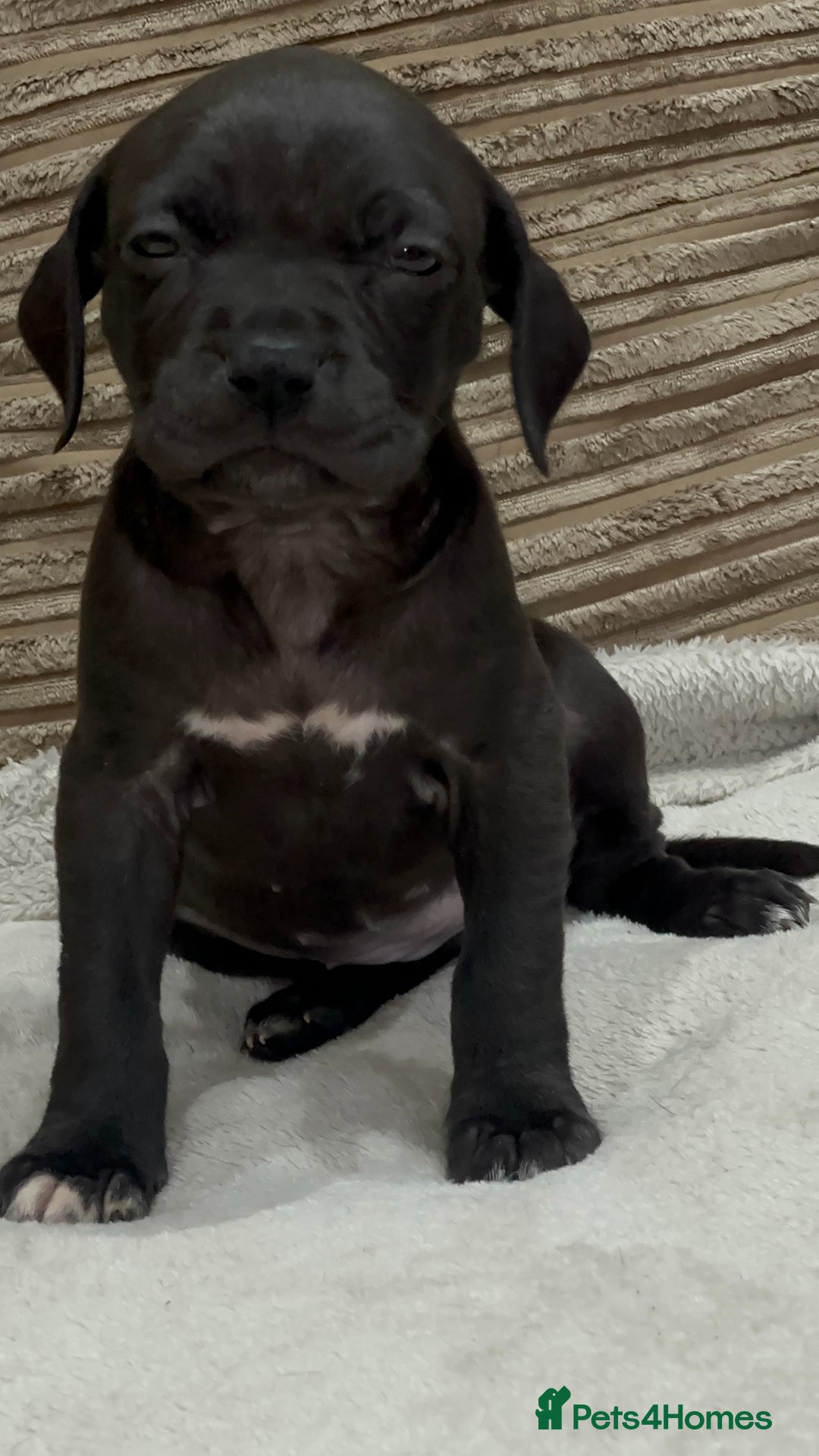Cane Corso dogs for sale: Cane Corso Puppies for Sale - Image 9