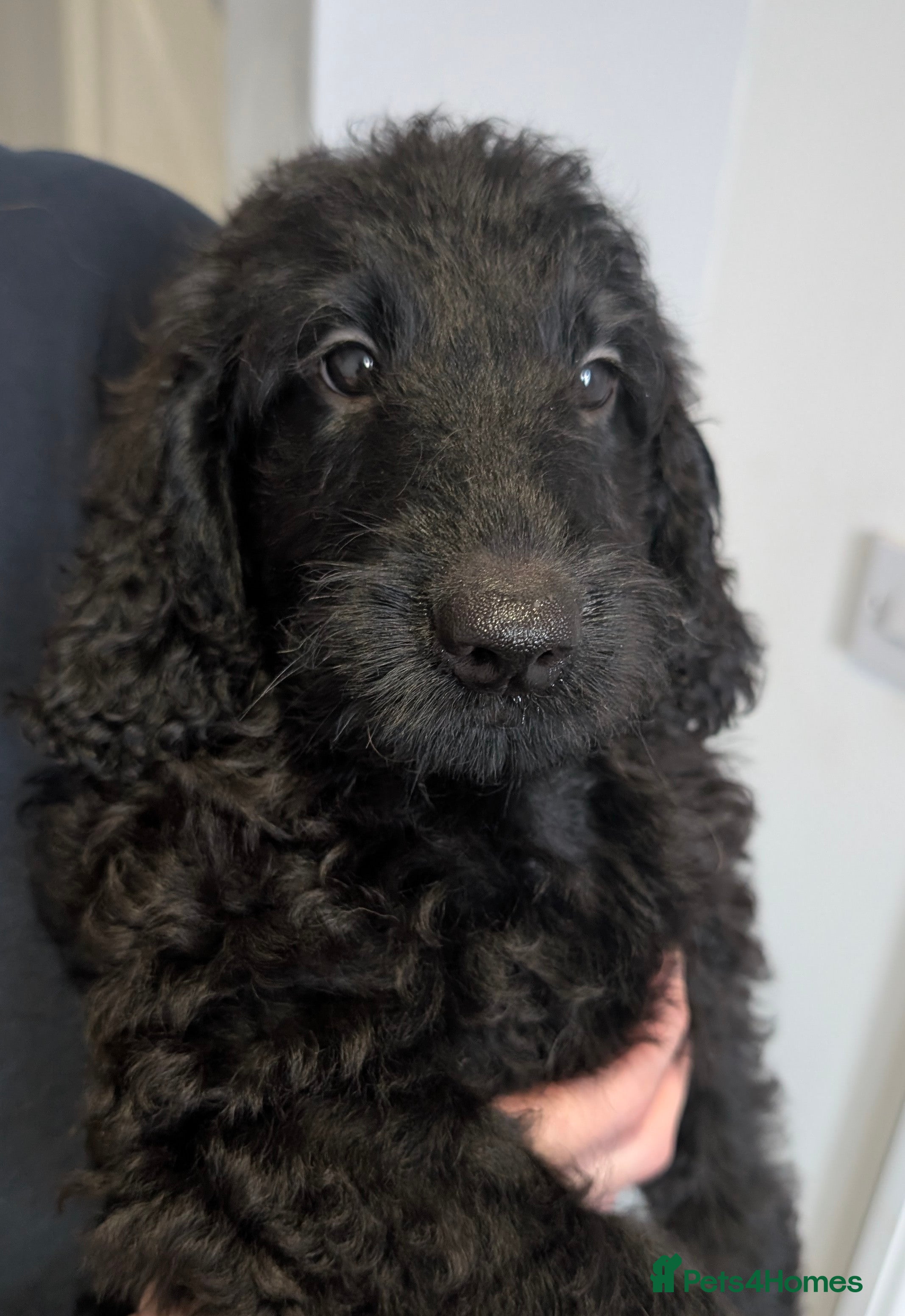 Labradoodle dogs Miniature Labradoodles -Merle, Phantom, Black, Red - Advert 1