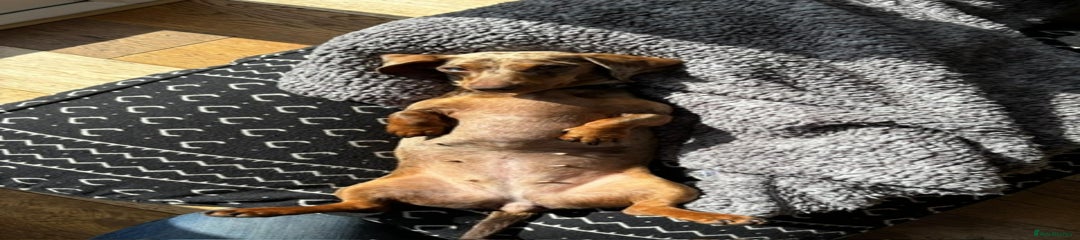 Miniature Dachshund Puppy 2