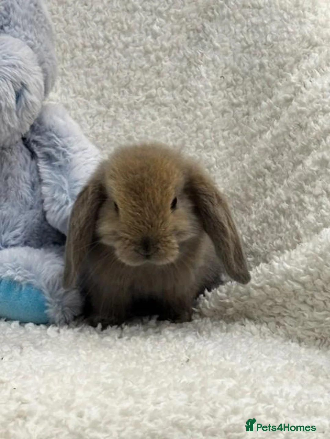Mini Lop rabbits for sale: Mini Lops (boys) - Advert 6