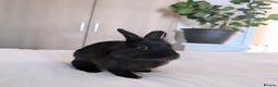 Lionhead rabbits for sale: Little all black lion-head rabbit - Advert 1