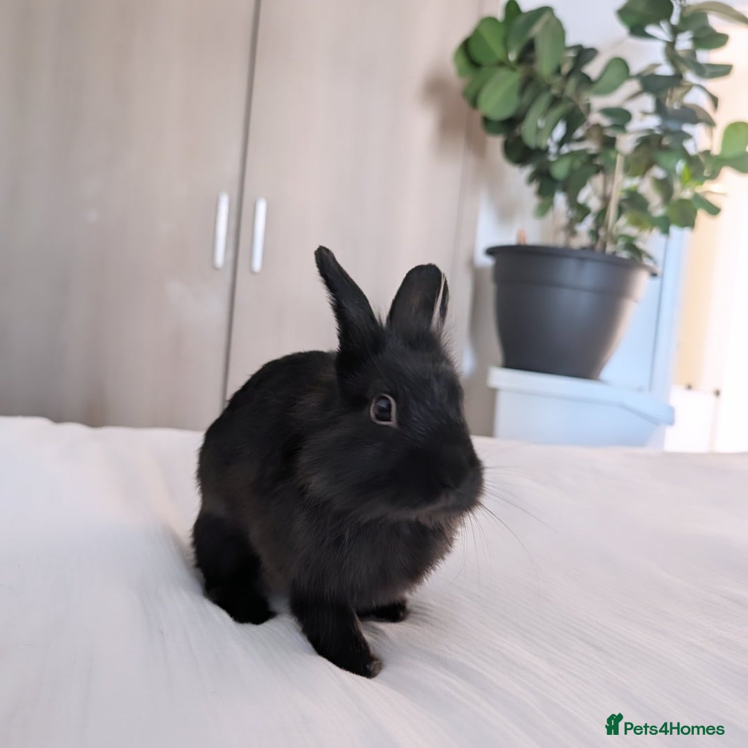 Lionhead rabbits for sale: Little all black lion-head rabbit - Advert 1