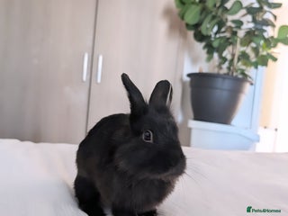 Lionhead rabbits Little all black lion-head rabbit - Advert 1