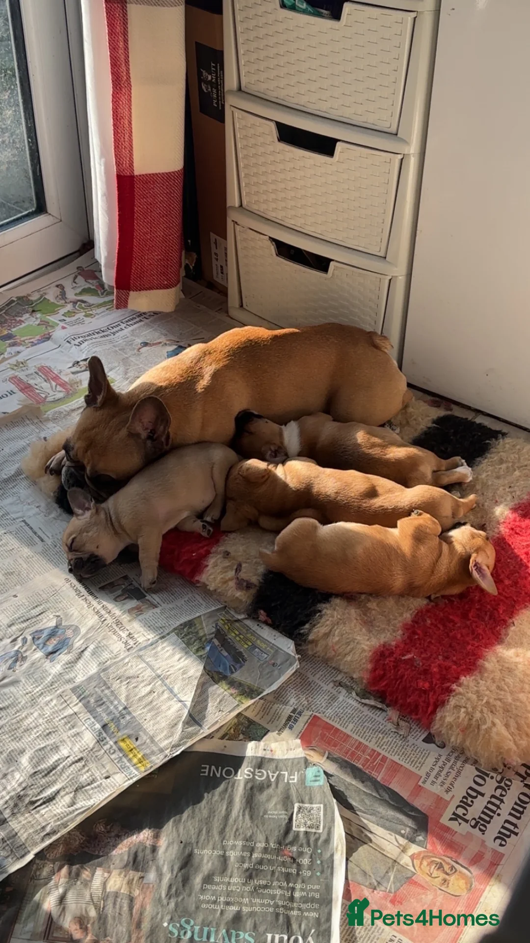 Mixed Breed dogs for sale: READY TO GO - JRT x Chihuahua x Frenchie Pups in Rugeley - Advert 5