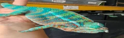 Chameleon reptiles for sale: Blue Ambanja Panther chameleons  in Northolt - Advert 9