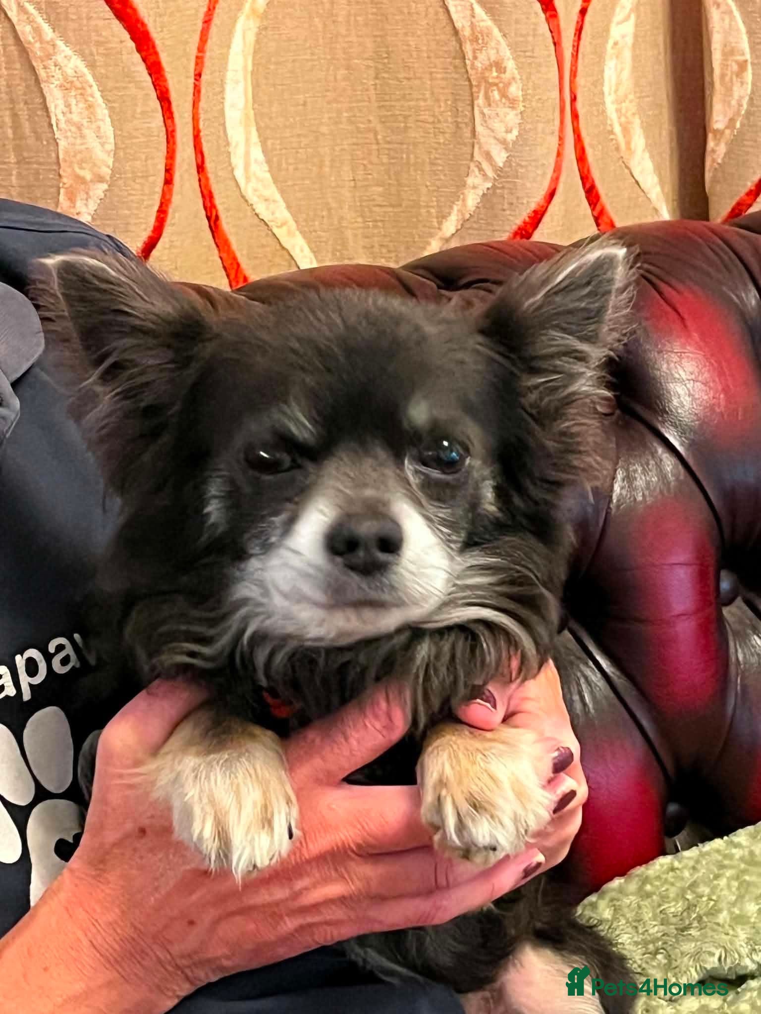 Chihuahua dogs Charlie needs a loving home  - Advert 1