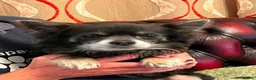Chihuahua dogs for adoption: Charlie needs a loving home  - Advert 1