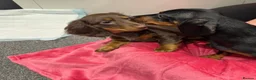 Miniature Dachshund dogs for sale: 1 Adorable Miniature Long haired Dachshund Puppy - Advert 6