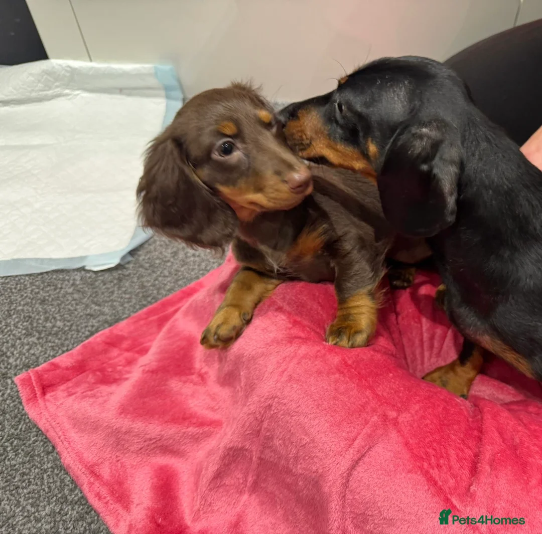 Miniature Dachshund dogs for sale: 1 Adorable Miniature Long haired Dachshund Puppy - Advert 6